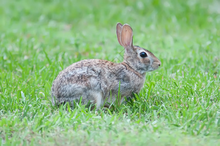 草地里的动物野兔图片