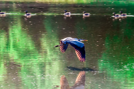 在水上自由飞的动物鸟图片