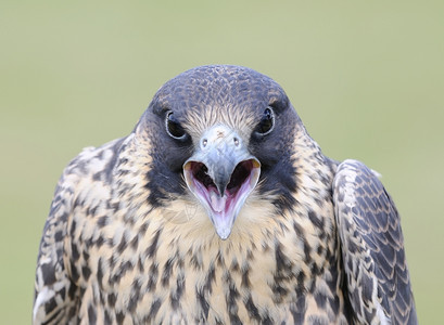 嘴尖的的鸟类动物图片
