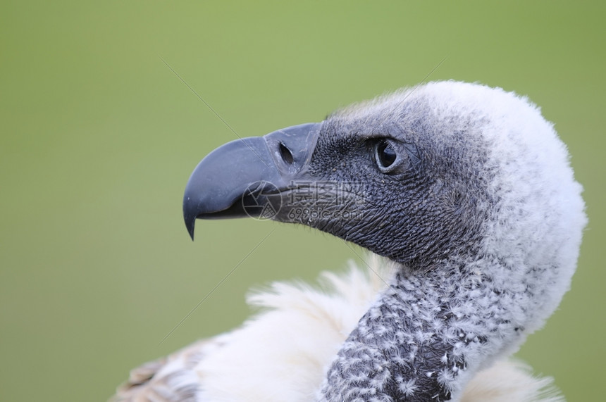 嘴尖的的鸟类动物