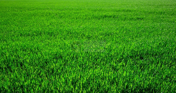 绿草背景图片