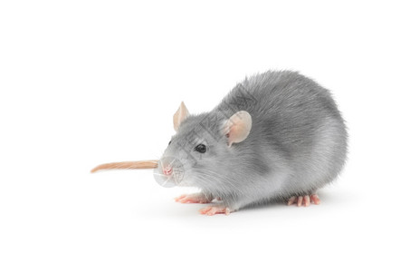 老鼠糖葫芦图片搜索结果