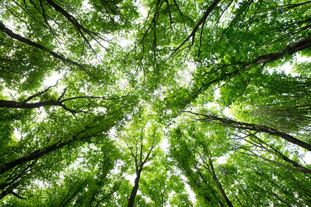 地区绿色大树美丽的景色背景