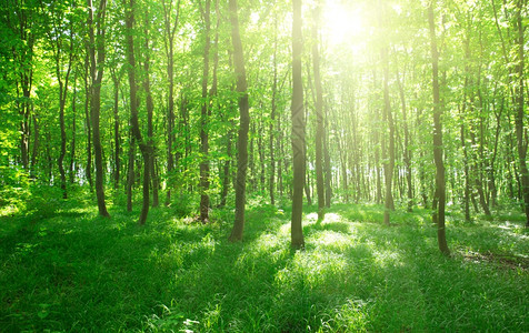 阳光明媚的绿森林图片