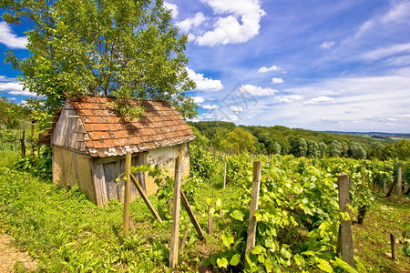 Prigoje地区coati山林葡萄园的泥土小屋图片
