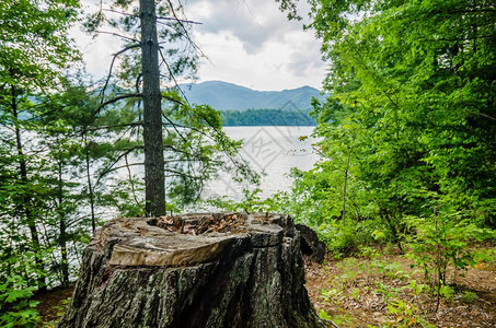 湖前的树桩图片
