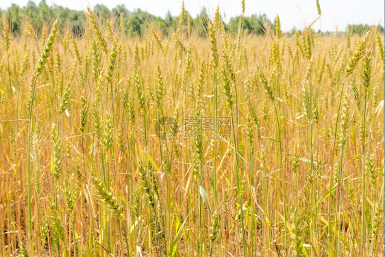 俄罗斯夏季田地里成熟的麦子图片