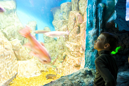 男孩在海洋馆一个巨大的水族馆面前图片