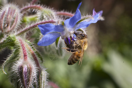明蓝花下挂着的蜜蜂图片