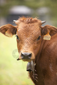 棕牛的肖像和吃草钟图片