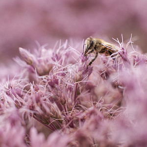 粉红色花朵上的蜜蜂图片