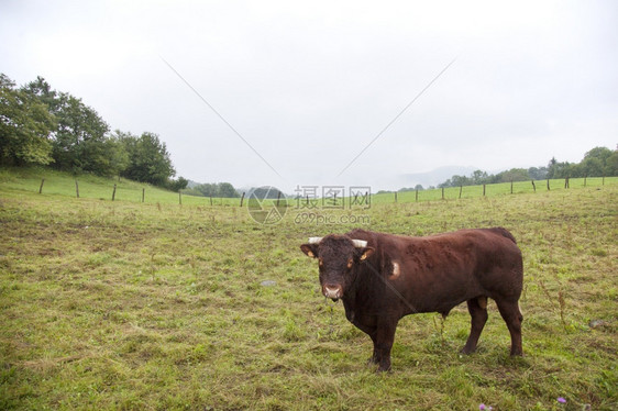 法国朱拉的野外棕色公牛图片