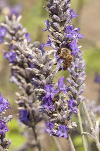 在熏衣草花上采集蜂蜜图片