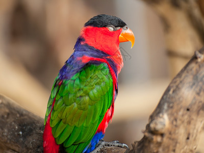 金刚金黑色的天鹅座科学名称loriusy鸟背景