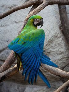 蓝金刚鹦鹉科学名称阿拉乌拿鸟图片