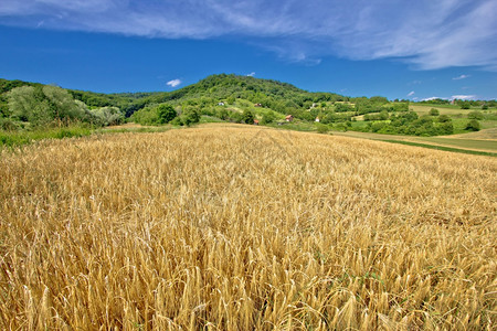 成熟的麦子景观图片
