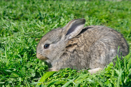绿色草原上的小兔子高清图片