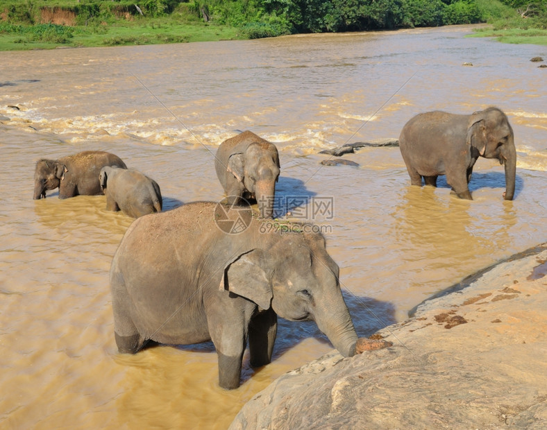 在河里洗澡的大象群图片