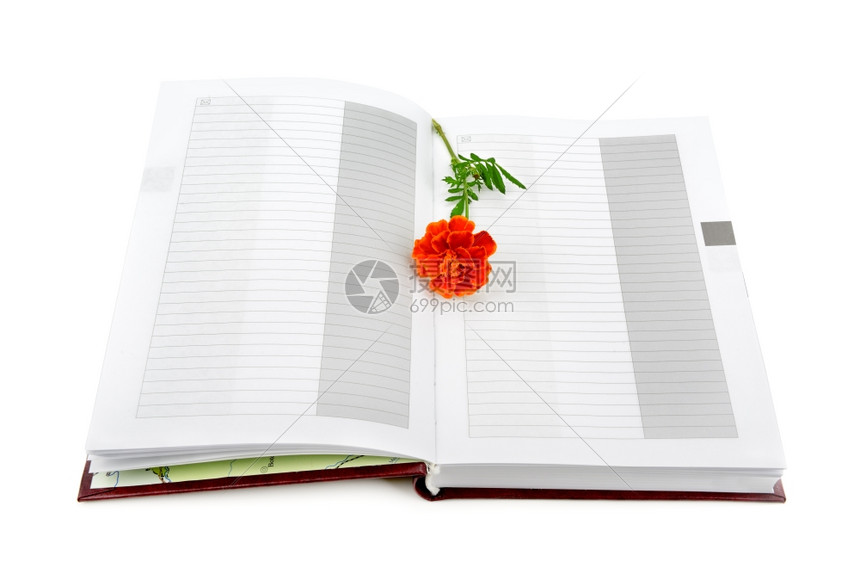 白背景上分离的花和书本图片