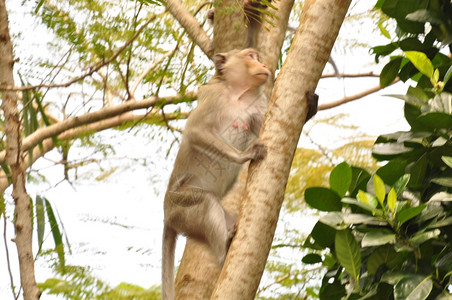 树上几只猴子图片