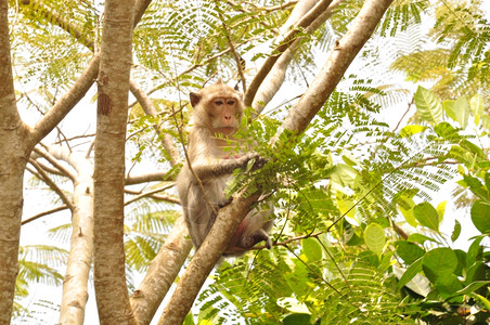 树上几只猴子图片