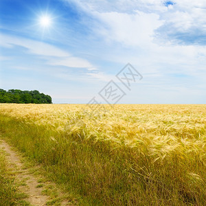 金黄的小麦田图片