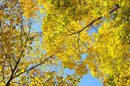 蓝天上的黄色秋叶图片