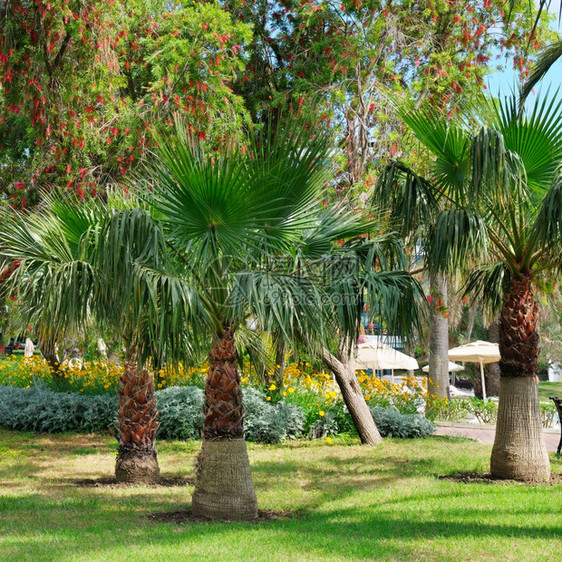 配有棕榈树和草坪的热带花园图片