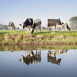 牛群的草原上靠近泽西人附的草地在无泽西人附近有反射在运河的水中图片