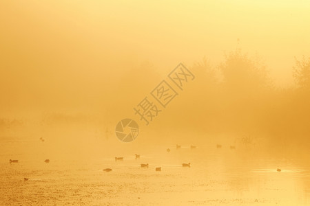 日出时在乌得勒支附近沃斯特布罗克庄园的内地鸭子图片