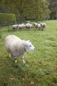 在乌特勒支附近的内地在乌斯特布罗克庄园的果中有绵羊图片