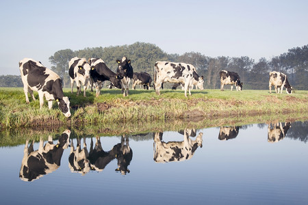 牛群的草原上靠近泽西人附的草地在无泽西人附近有反射在运河的水中图片