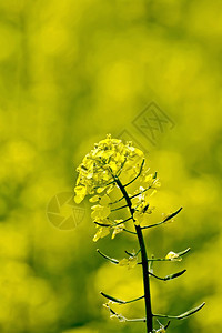 黄色田地背景上的黄色colsa花图片