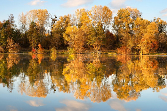 秋天在湖边的树木图片