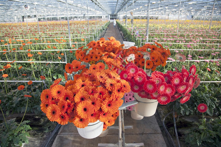 在霍兰的温室里有许多橙色和红的雪贝拉花朵图片