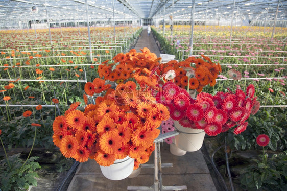 在霍兰的温室里有许多橙色和红的雪贝拉花朵图片