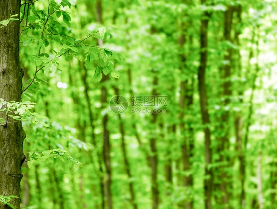 林木图片