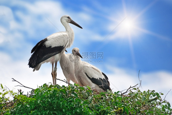 天空背景的巢中图片