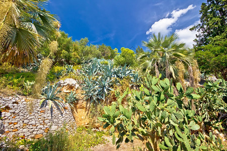 地中海植物绿景观山风图片