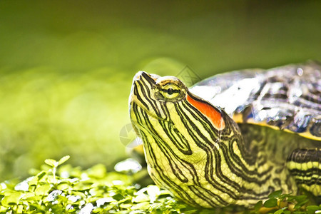 绿色纳图的海龟头部肖像红色耳滑板气管图片