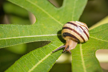 绿叶上的蜗牛关闭自然视图图片