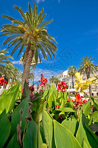 棕榈树和花朵的垂直视图交际croati图片