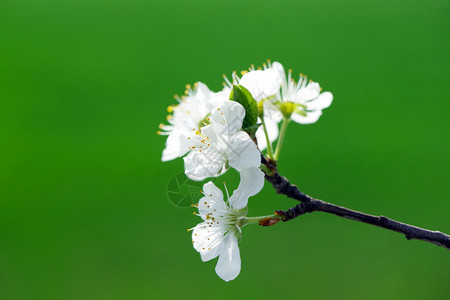 果树紧开花图片