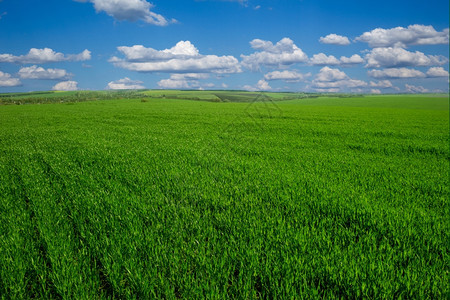 蓝色天空下平草地的背景图像图片