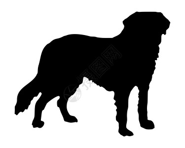 一只圣伯纳德狗的黑色背影图片