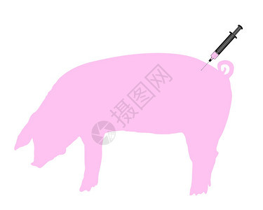 猪因为流感而接种疫苗图片