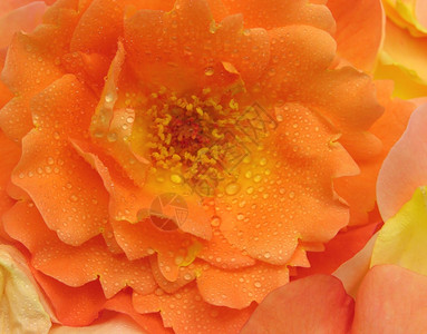 橙玫瑰花上的水滴图片