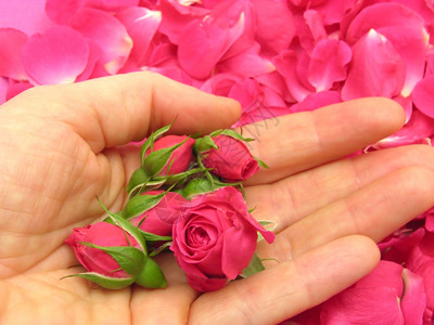 粉红玫瑰花蕾用瓣打开的手握在背景上图片