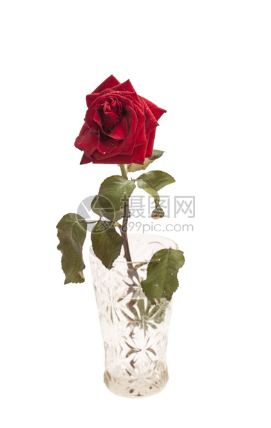 白色的玻璃花瓶中美丽的红玫瑰图片