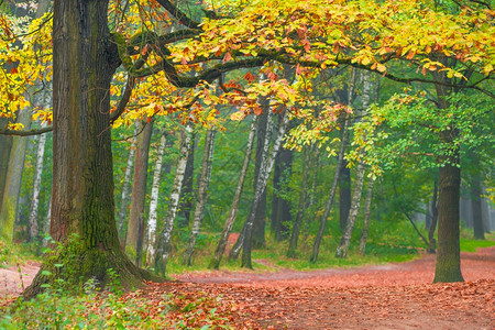 秋季公园的落叶和路径图片